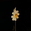 Thumbnail for version as of 20:20, 5 May 2024